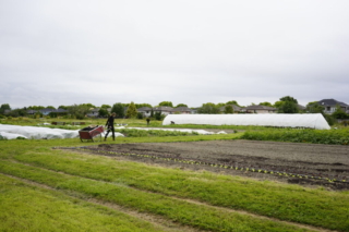 Sharing Farm