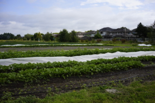 Sharing Farm